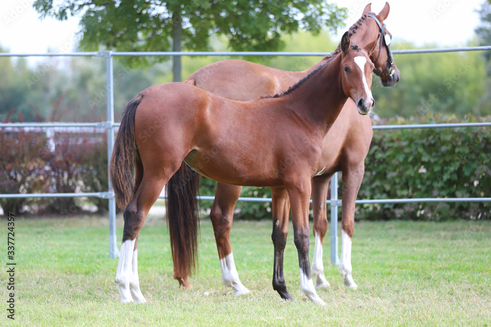 Obraz premium Young doal and mare spending time together