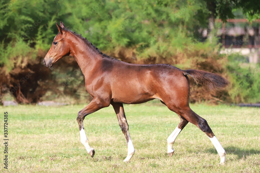 Fototapeta premium Beautiful chestnut foal runs across the showng ground