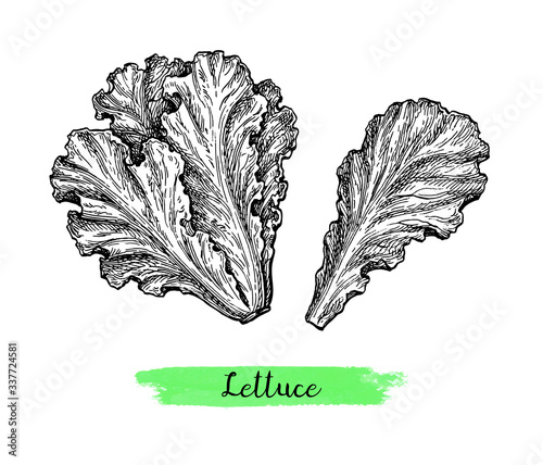 Ink sketch of lettuce.