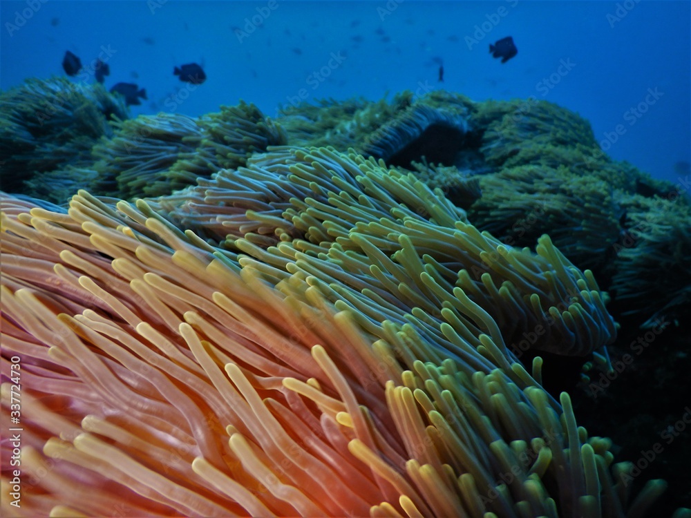Anemone Anemone