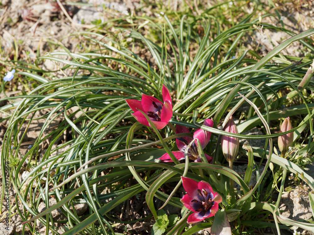 Tulipa humilis | Tulipe botanique aux tépales pointues, corolles étoilées rouge pourpre maculée de blanc violacé