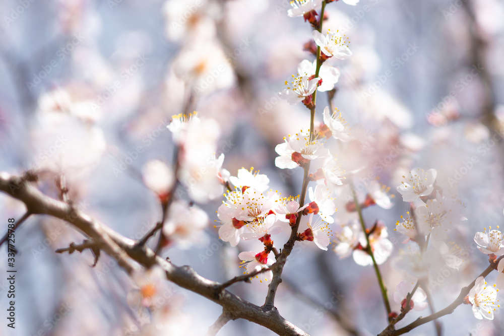 Flowering apricot branches in spring against the sky Flowering apricot branches in spring against the sky