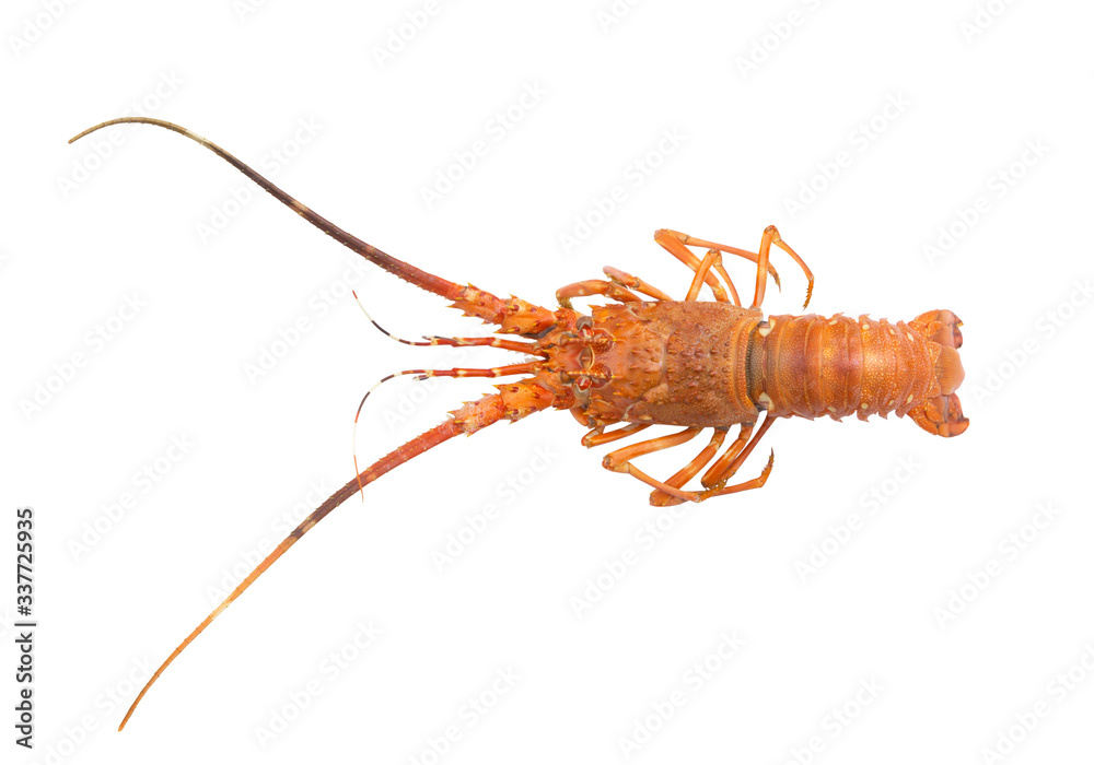 Cooked spiny lobster isolated on white background Cooked spiny lobster isolated on white background