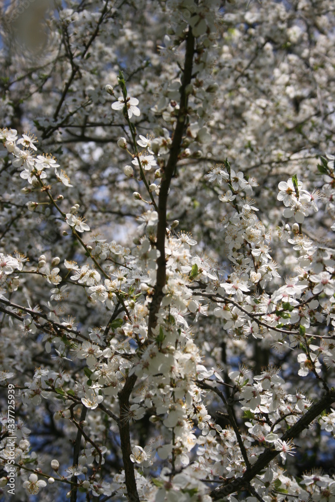 a flowering of trees in spring garden a flowering of trees in spring garden