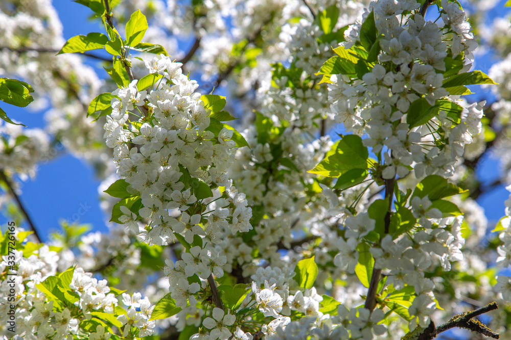 Cherry blossom in April Cherry blossom in April