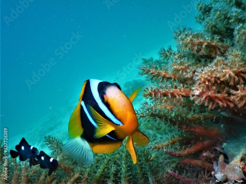 close-up clownfish