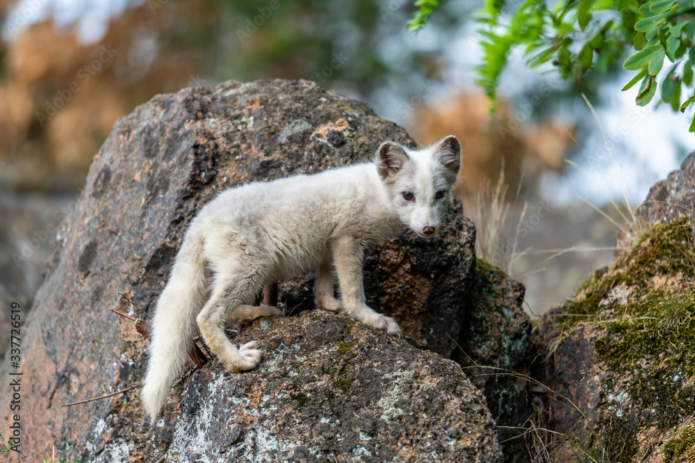 A polar fox (Vulpes lagopus) climbing the rock of Alaska North America A polar fox (Vulpes lagopus) climbing the rock of Alaska North America