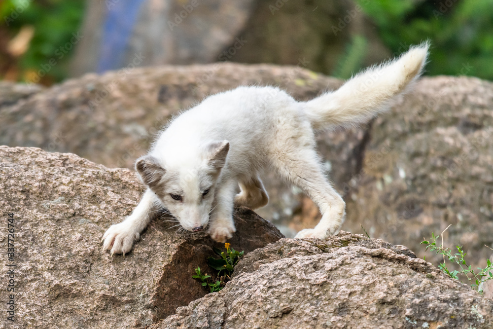 A polar fox (Vulpes lagopus) climbing the rock of Alaska North America A polar fox (Vulpes lagopus) climbing the rock of Alaska North America