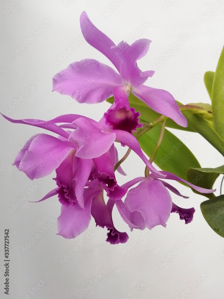 Blur pink orchid flower blooming on background. Blur pink orchid flower blooming on background.