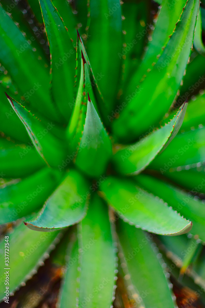 Center of a defocused agave plant Center of a defocused agave plant