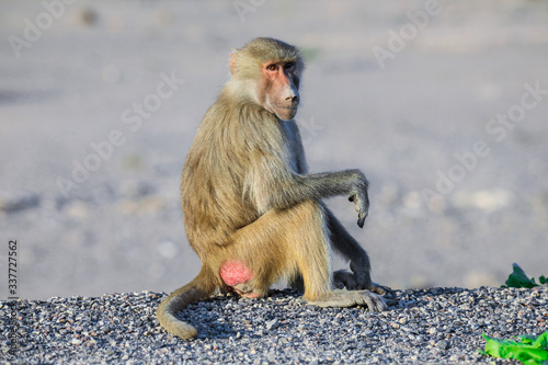 Hamadryas baboon Family eating Leaves on the Road  Djibouti