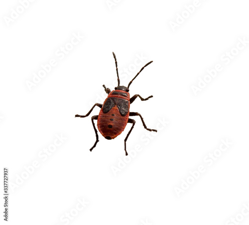 Red wingless bug isolated on a white background.