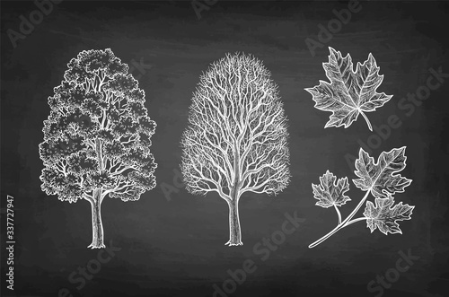 Chalk sketch of maple tree.