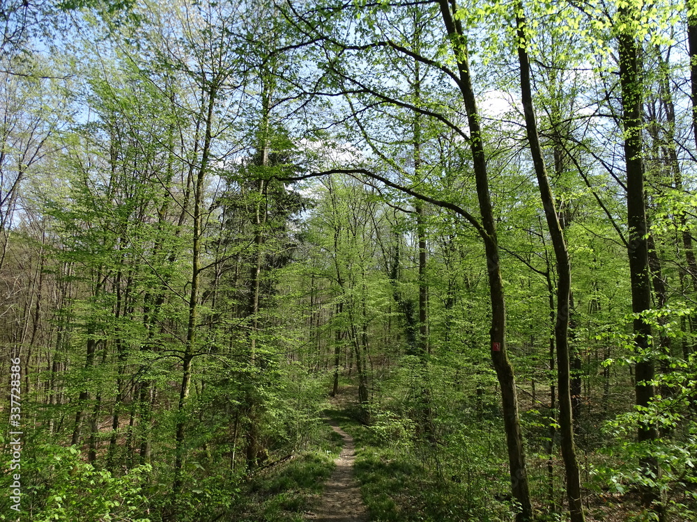 trees in the forest trees in the forest