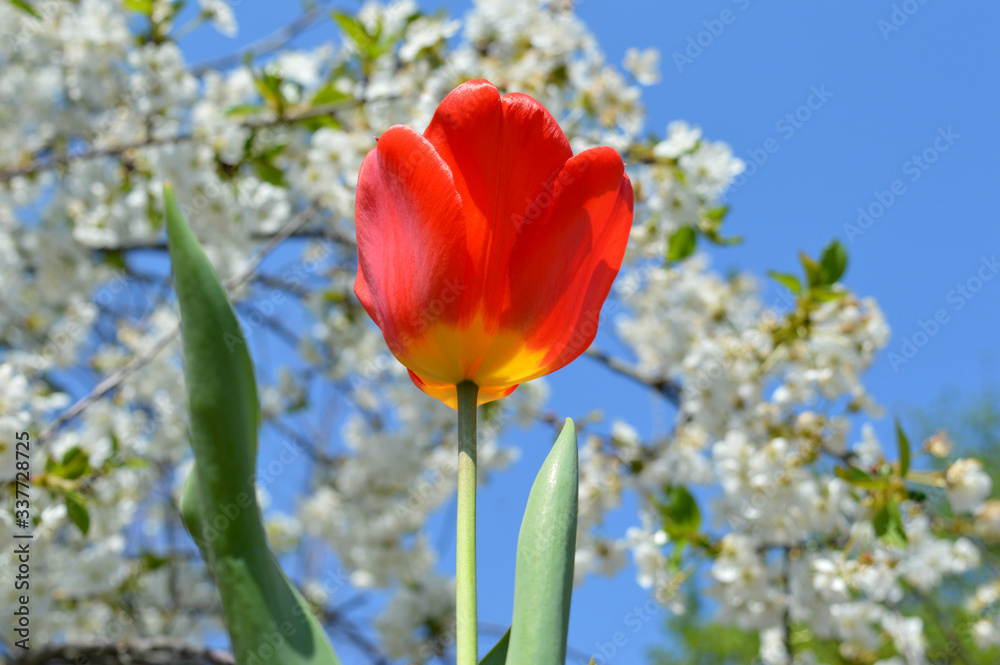 Stunning beauty of a Tulip blooming against the background of cherry flowers.