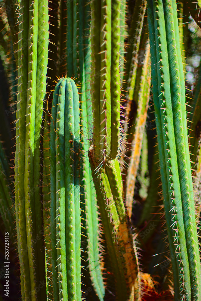 Tall cactus with large spines Tall cactus with large spines