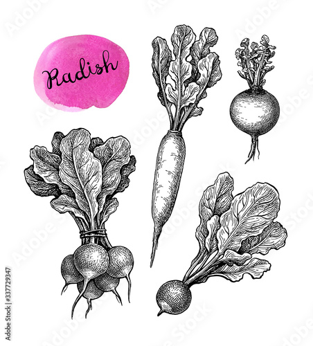 Ink sketch of redish