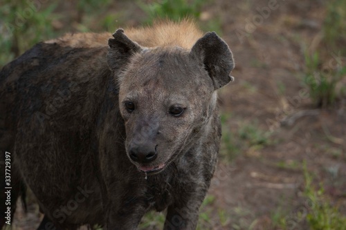 The ugliest hyena ever.