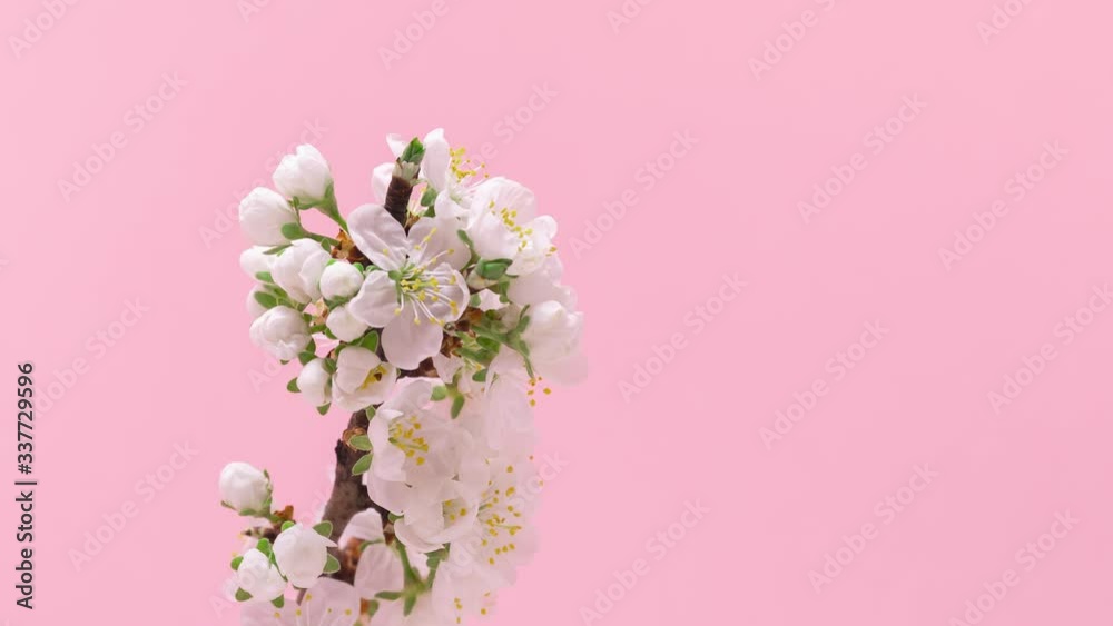 Spring blossoms blooming isolated on pink background, close up copy space, flowers tree branch blooming. Pastel pink background, bloom delicate flowers. Springtime concept.