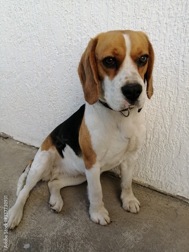 Roxy the three colored two years old beagle is posing in Senta in 2020.