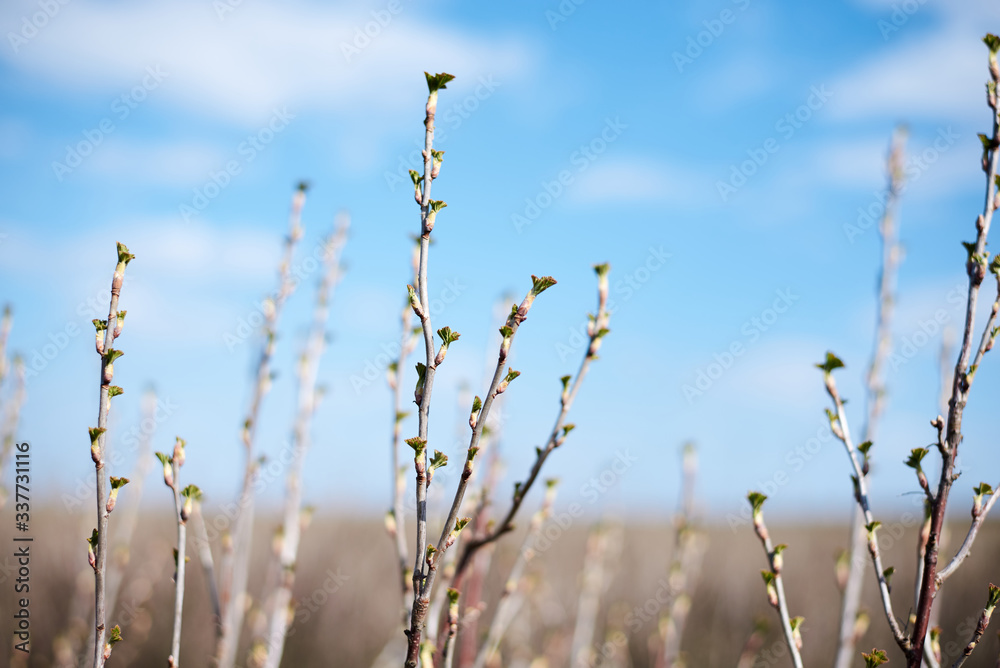 Close-up picture of currant bushes on the field with light blue sky and white clouds. Countryside village rural natural background at sunny weather in spring summer. Nature protection concept. Close-up picture of currant bushes on the field with light blue sky and white clouds. Countryside village rural natural background at sunny weather in spring summer. Nature protection concept.