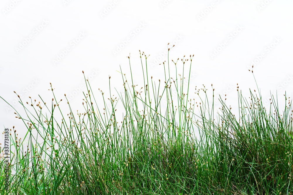green grass flowers isolate with white background green grass flowers isolate with white background