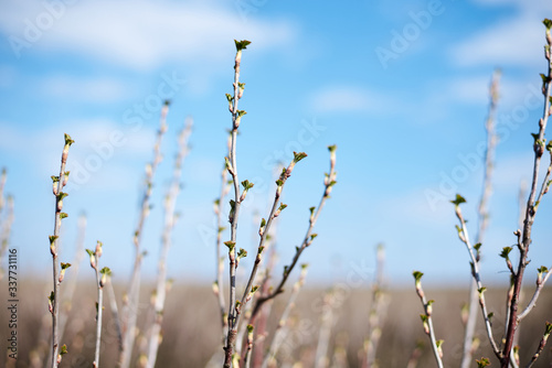 Close-up picture of currant bushes on the field with light blue sky and white clouds. Countryside village rural natural background at sunny weather in spring summer. Nature protection concept.