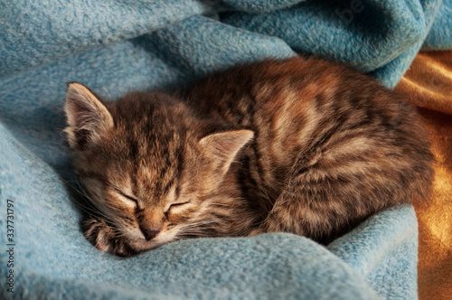 Beautiful tricolor kitten with blue eyes is sweetly laying on the blue bedcover and sleeping. Pet in the home © Oksana