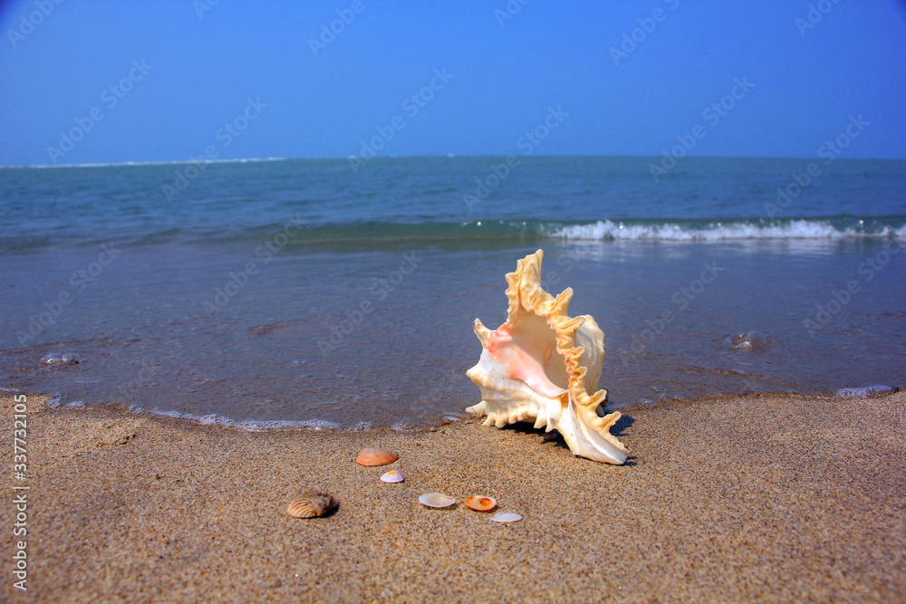 Tamil Nadu / India. March 24 2018: sea shells on the sea. Tamil Nadu / India. March 24 2018: sea shells on the sea.