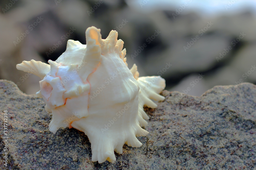 Tamil Nadu / India. March 24 2018: sea shells on the sea. Tamil Nadu / India. March 24 2018: sea shells on the sea.