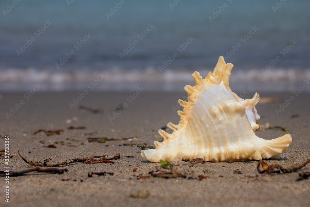 Tamil Nadu / India. March 24 2018: sea shells on the sea. Tamil Nadu / India. March 24 2018: sea shells on the sea.