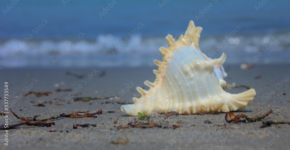 Tamil Nadu / India. March 24 2018: sea shells on the sea. Tamil Nadu / India. March 24 2018: sea shells on the sea.