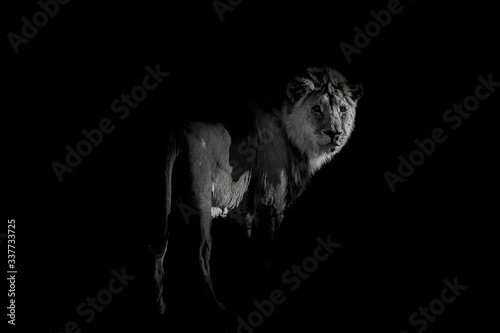 Fototapeta Naklejka Na Ścianę i Meble -  Lion in black and white