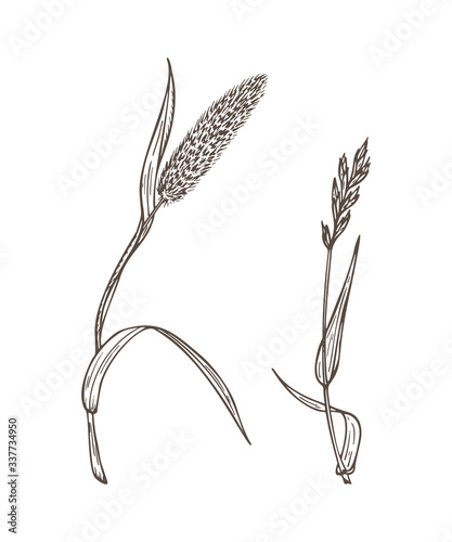 Wild Cereal Herbs Set. Hand drawn Sketch Wild plants. Timothy and Wild Oat Grass. Vector Floral Elements
