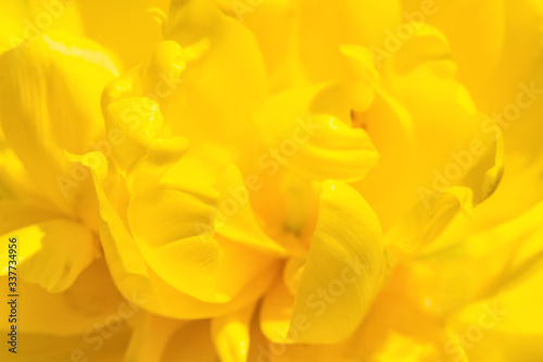 Gelbe Tulpe  2020-04 