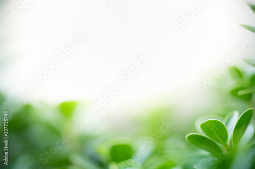 Nature of green leaf in garden at summer. Natural green leaves plants using as spring background cover page greenery environment ecology wallpaper #337735746