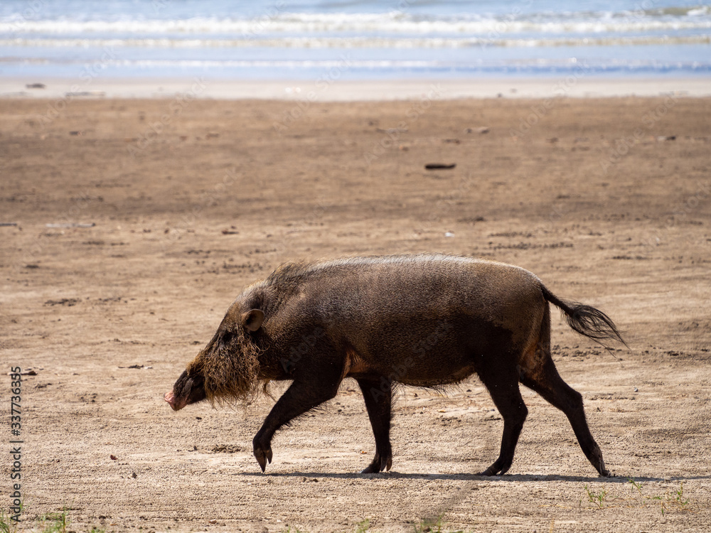 Bornean bearded pig (Sus barbatus) in Bako National Park, Sarawak, Malaysia Bornean bearded pig (Sus barbatus) in Bako National Park, Sarawak, Malaysia