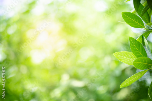 Nature of green leaf in garden at summer. Natural green leaves plants using as spring background cover page greenery environment ecology wallpaper © Fahkamram
