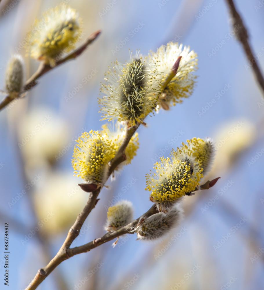 Flowers on willow branches in nature. Flowers on willow branches in nature.