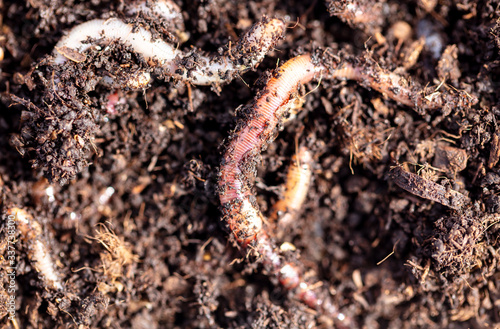 Earthworms in the ground with manure.