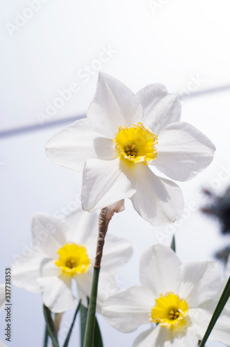 Bright bright daffodil flower on a white background 