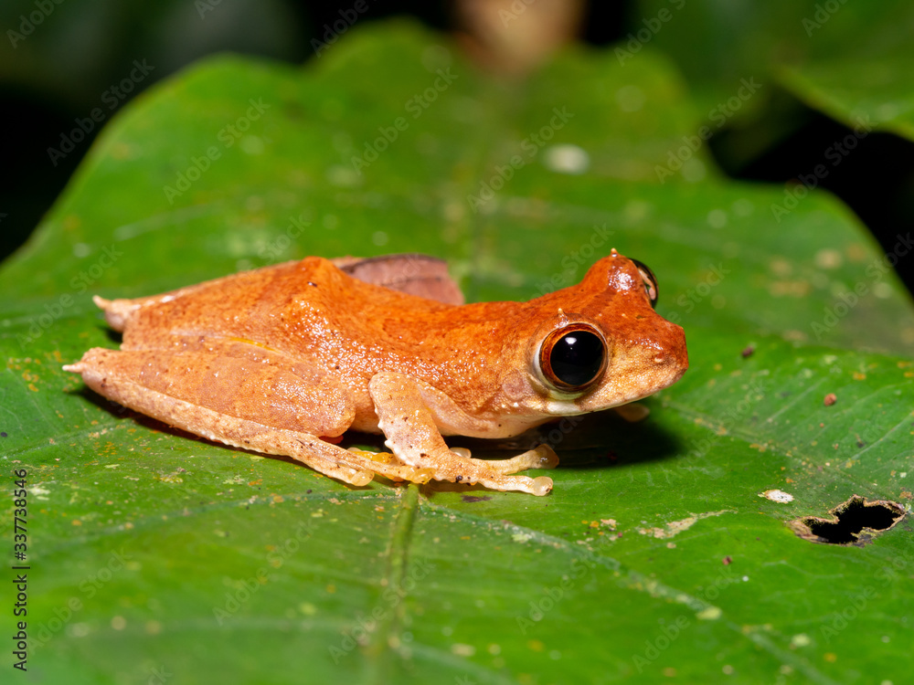 Fototapeta premium Inger's Flying Frog - Leptomantis gauni