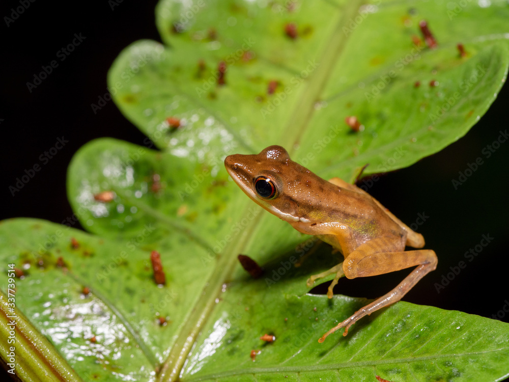 White-lipped Frog - Chalcorana raniceps in Tawau Hills Park, Borneo White-lipped Frog - Chalcorana raniceps in Tawau Hills Park, Borneo