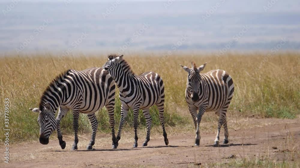 Three Zebras walking on a mud road on the Kenyan savanna during a late afternoon stroll at Masai Mara in Kenya in Slow Motion Three Zebras walking on a mud road on the Kenyan savanna during a late afternoon stroll at Masai Mara in Kenya in Slow Motion