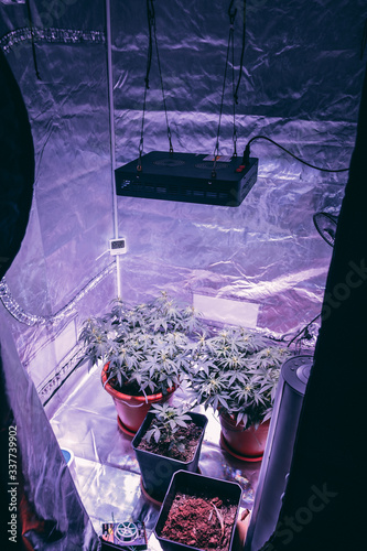 Personal Growing Tent for Medical Cannabis