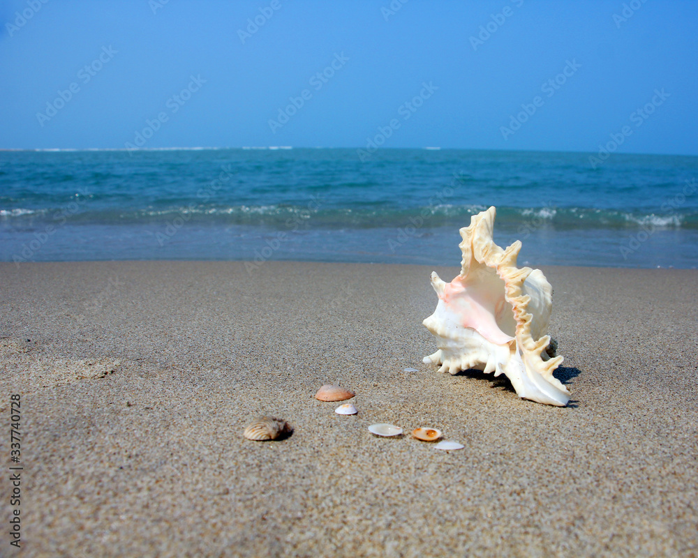 Tamil Nadu / India. March 24 2018: sea shells on the sea. Tamil Nadu / India. March 24 2018: sea shells on the sea.