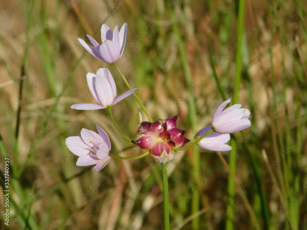 Rosy garlic, or Allium roseum, pink flowers Rosy garlic, or Allium roseum, pink flowers