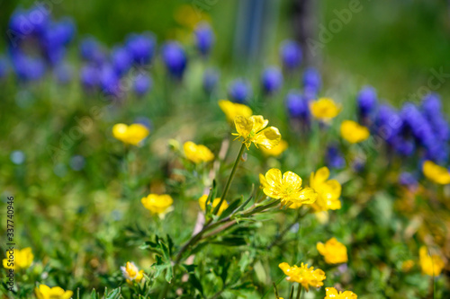 Colorful spring flowers in bloom in the vineyards