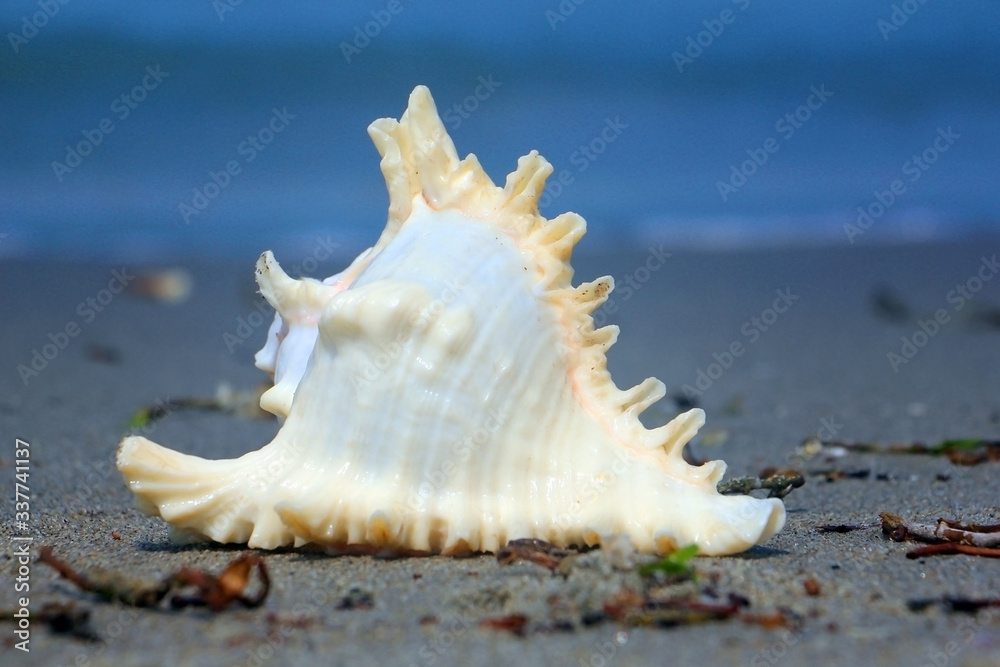 Tamil Nadu / India. March 24 2018: sea shells on the sea. Tamil Nadu / India. March 24 2018: sea shells on the sea.