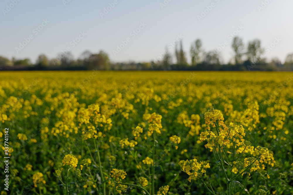 Selected focus and close up outdoor sunny view of Yellow rapeseed blossom field in spring or summer season against blue sky.